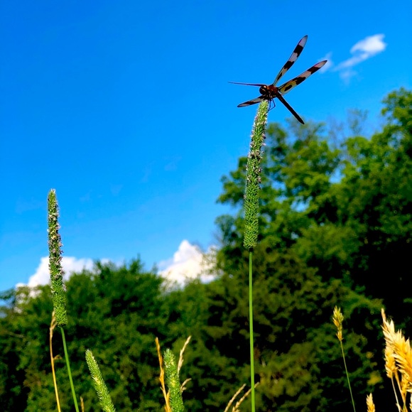 Posh Ambassador II ππ½ - Picture 3 of 16